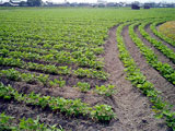 大豆は管理された契約農場で栽培